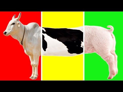 Learn Farm Animals with Wrong Body | Funny Animals Video for Kids |  Farm Animals Name and Sound!