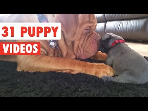 31 Funny Puppies | Funny Dog Video Compilation 2017