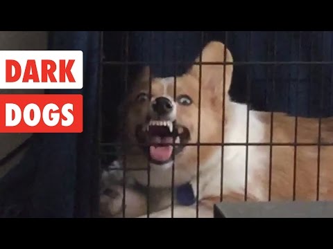 Dark Dogs | Funny Dog Video Compilation 2017