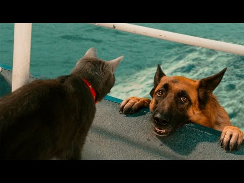 Funny Cats And Dogs – Funny Cats vs Dogs – Funny Animals Compilation