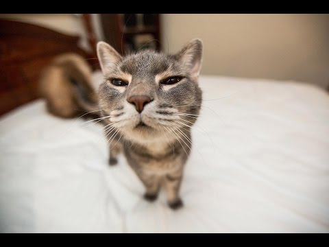 Funny Cats Compilation (Most Popular) Part 1