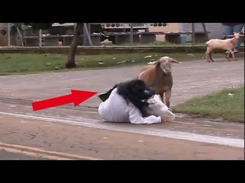 Top 5 Crazy Moments Of Animals Escaping From Zoo’s | Funny Video | 2017
