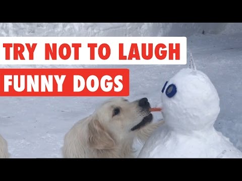 Try Not To Laugh | Funny Dog Video Compilation 2017