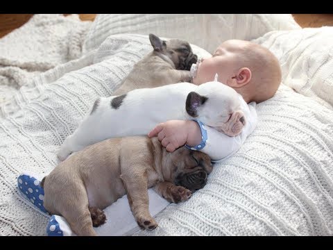 Cute Babies Sleeping With Dogs – Dog Loves Baby Videos 2017