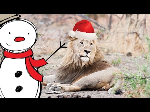 HAPPY HOLIDAYS from Africa – Merry Christmas from these wild animals | Funny wildlife in Santa hats
