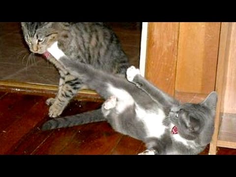 HAVE A LAUGH – The BEST & FUNNIEST ANIMAL VIDEOS compilation