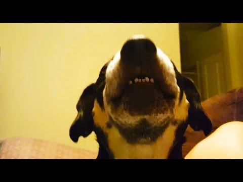 Talking Dogs 2017 ? FUNNY DOGS TALKING AND SINGING [Funny Pets]