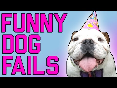 Funny Dog Fails: Man’s Best Friend (May 2017)