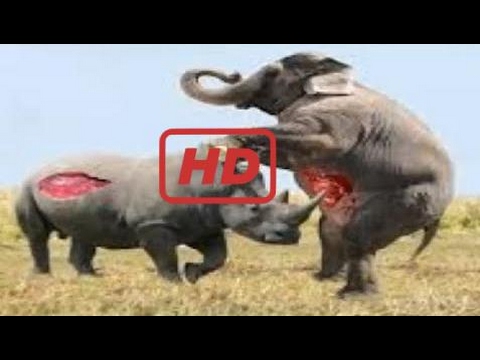 Wild Animal 2017 |  Most Amazing Wild Animal Attacks – Animal Attack Human – Funny Animal Attacks:)
