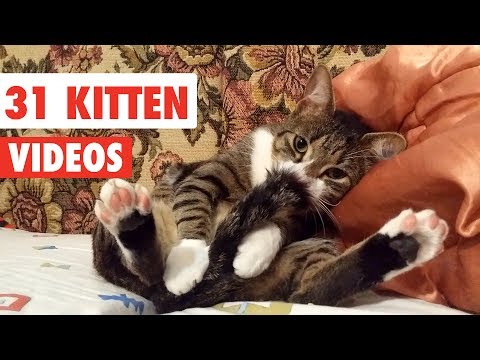 31 Cute Cats | Funny Cat Video Compilation 2017