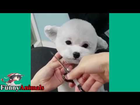 Cute Cat and Dog & Monkey Getting A Haircut Videos 2017