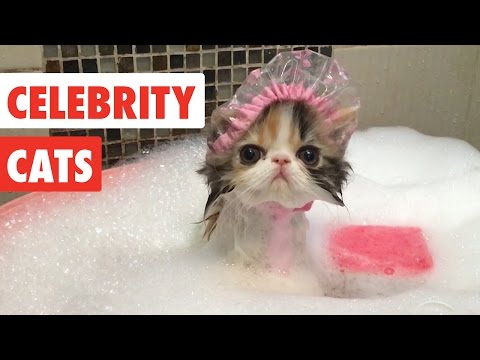 Celebrity Cats | Funny Pet Video Compilation 2017