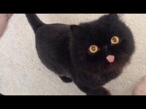 CATS WILL MAKE YOU LAUGH NO MATTER WHAT – Funny cat compilation