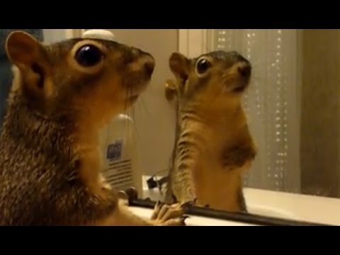 Animals react to their reflections – Funny animals vs mirrors compilation