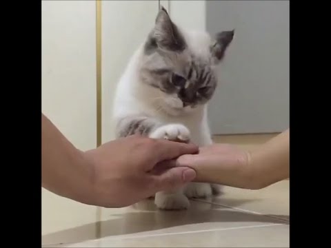 Funny Cats Video 2017 #12
