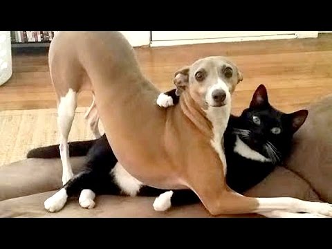 After this YOU’ll WISH TO HAVE A DOG – Funny DOG compilation