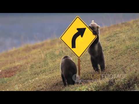Nature Footage  Funny Wild Animals Video