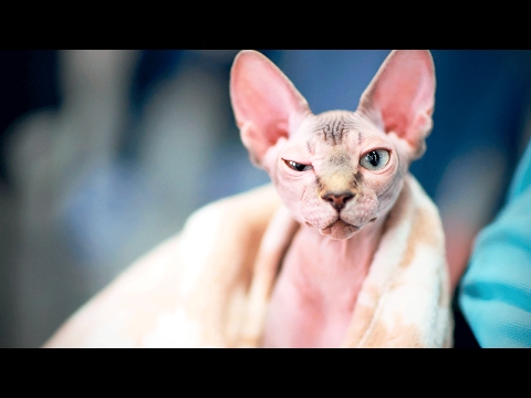 Sphinx Cats ? Funny Hairless Cats Playing [Epic Laughs]