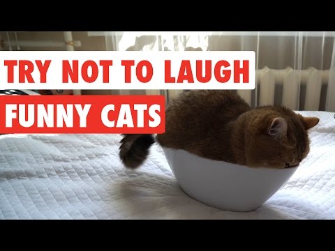 Try Not To Laugh | Funny Cat Video Compilation 2017