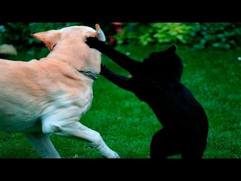 Funny Cats And Dogs – Funny Cats vs Dogs – Funny Animals Compilation