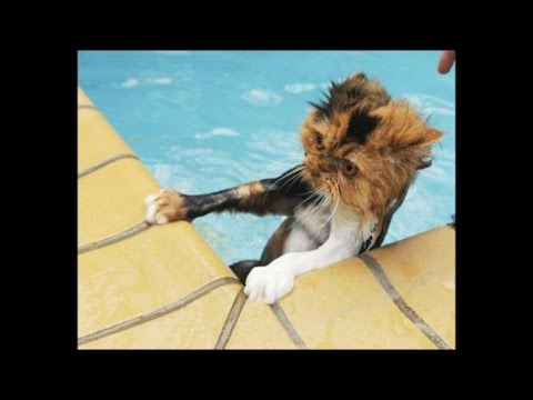 Cats Hate Falling in Water 2017 – Try not to laugh – Funny cats falling into water Part 3