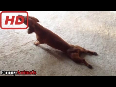 Funny Dogs Think They Doesn’t Need Legs – Funny Dog Videos 2017