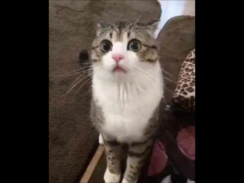 Funny Cats Video 2017 #13