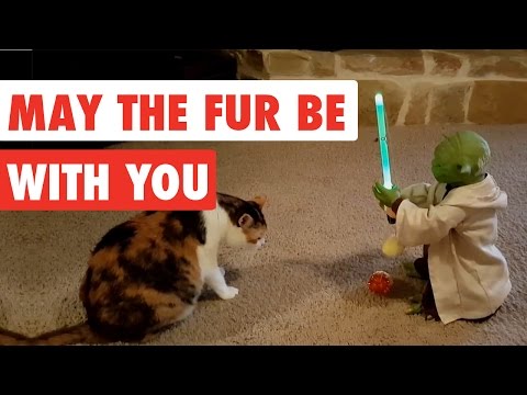 May The Fur Be With You | Funny Star Wars Pet Video Compilation Edition 2017