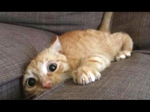 Top 10 Funny Cat Videos – Funny Cats 2017