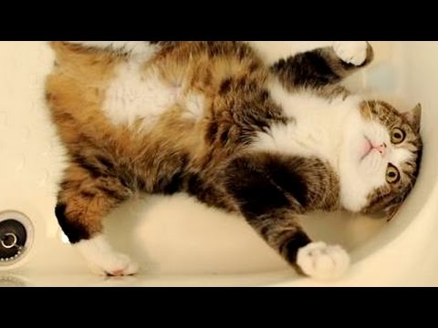 Want to LAUGH HARD, WATCH FUNNY CATS – Funny CAT compilation