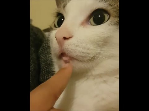 Funny Cats Video 2017 #11