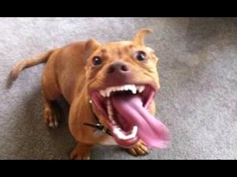 Funny Dog Videos Compilation – Try Not To Laugh 2017 [BEST OF]