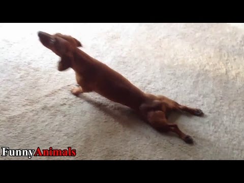 Funny Dogs Think They Doesn’t Need Legs – Funny Dog Videos 2017