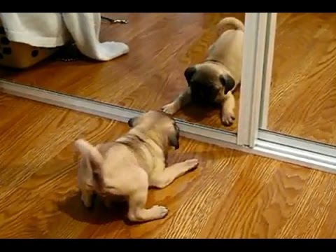 Cute and Funny Dog and Cat Vs Mirror Videos 2017