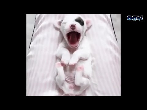 Try Not To Laugh | Funny Puppies Video Compilation 2017 | Best Funny Dog Videos