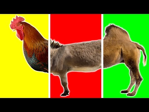 Farm Animals Funny with Wrong Heads | Animals for Kids | Learn Farm Animals