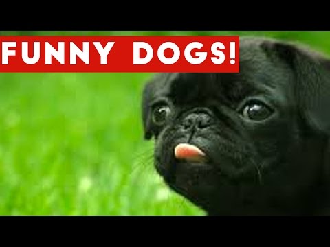 Funniest Dog and Puppy Video Compilation | Funny Pet Videos