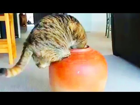 Passive AGRESSIVE CATS ★ Funny Cats 2017 [Funny Pets]