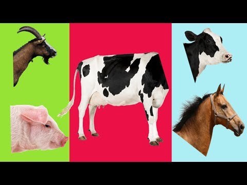 Old MacDonald Farm Animals Wrong Heads/Farm Animals with Wrong Body | Funny Animals Video for Kids