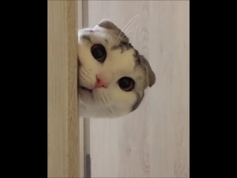 Funny Cats Video 2017 #14