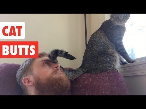Cat Butts | Funny Cat Video Compilation 2017