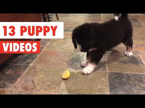 13 Funny Puppies | Dog Video Compilation 2017