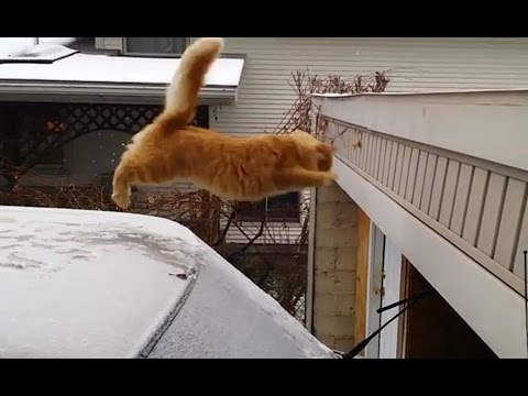 Funny Videos Of Stupid Cats Jump With Music | Hiu Hiu TV