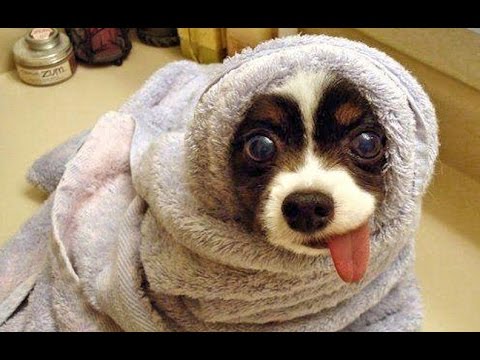 ULTIMATE FUNNY DOGS COMPILATION – So funny and cute! – Watch and enjoy