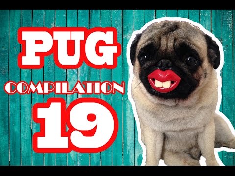 Pug Compilation 19 – Funny Dogs but only Pug Videos | Instapugs