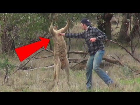 Top 5 Most FUNNY Wild Animal Attacks CAUGHT On Camera (Animal Attack Gone Wrong)