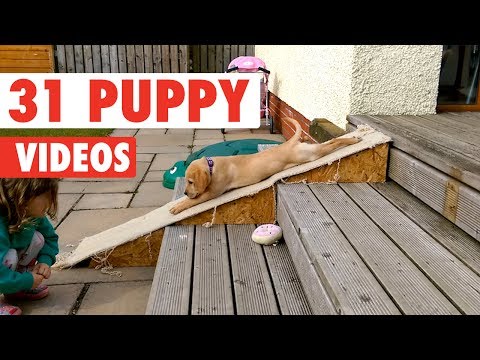 31 Funny Puppies | Funny Dog Video Compilation 2017