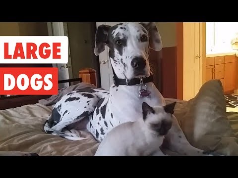 Large Dogs | Funny Dog Video Compilation 2017