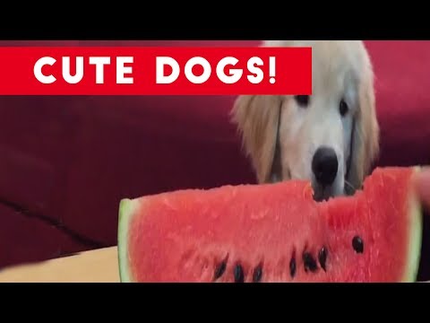 Funniest Dog and Puppy Video Compilation | Funny Pet Videos