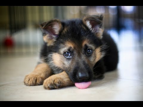 Funniest & Cutest German Shepherd Compilation 2017 – Funny Dogs Videos